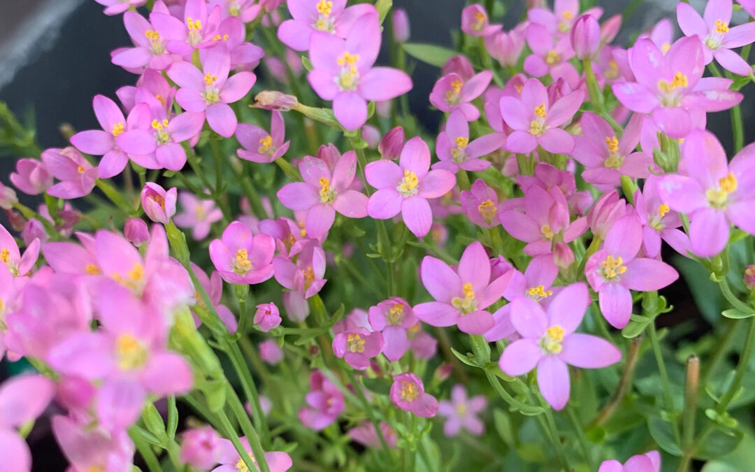 Rosa Blüten