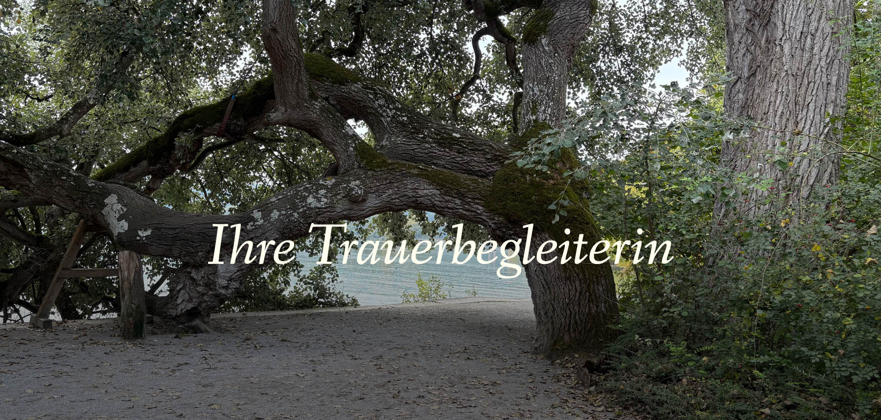 Alte Weide bildet eine Brücke am Seeufer