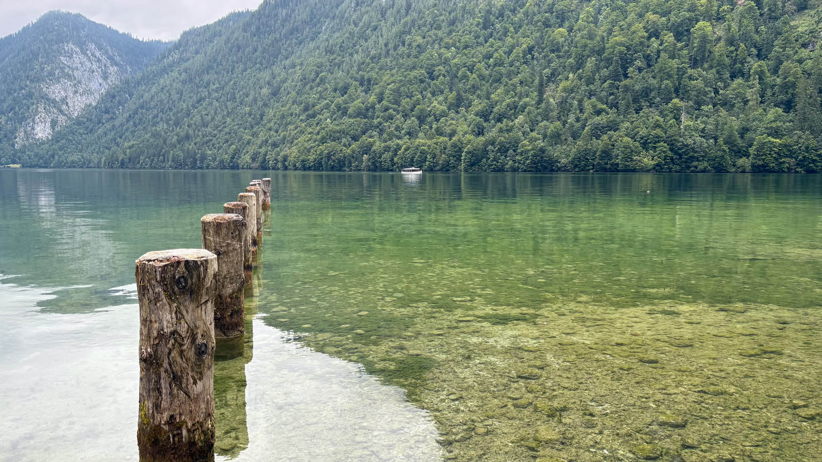Alte Holzpfähle im Königsee