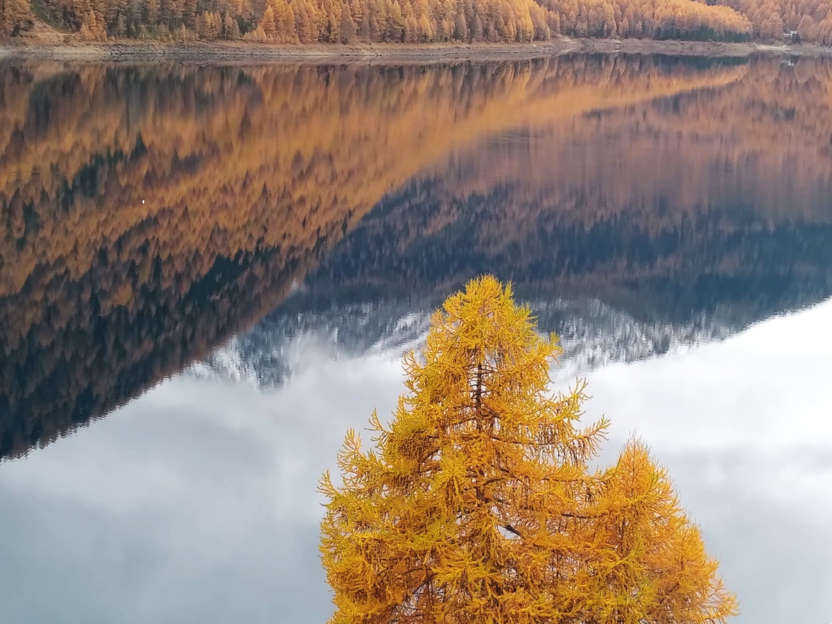 Bergsee mit bewaldetem Berg der sich im Wasser spiegelt, im Vordergrund Baum mit gelben Blättern